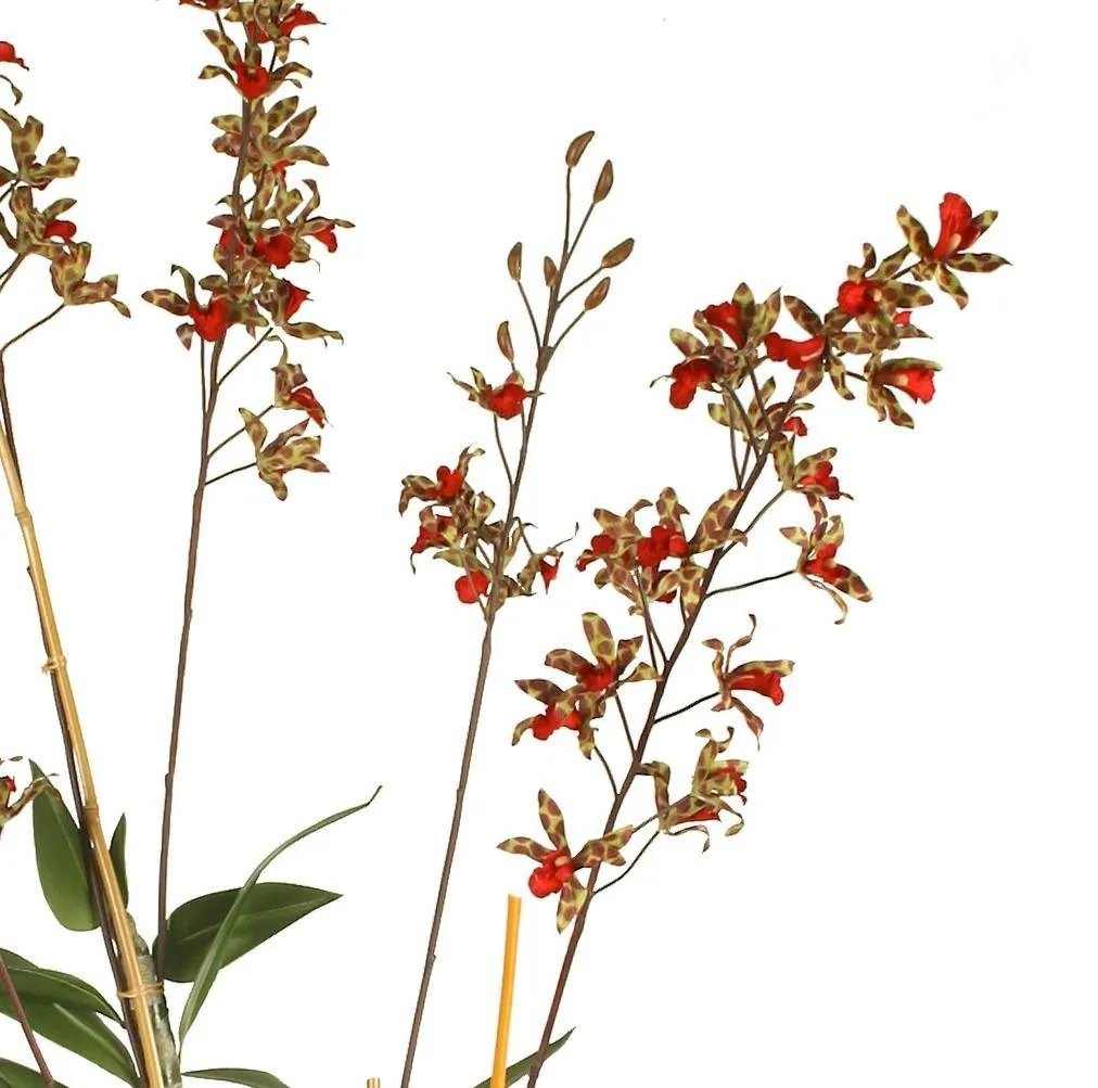 Dendrobium Orchid in Terracotta - Red-green