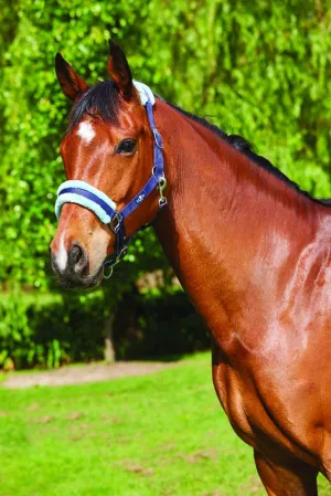 Saxon Element Fleece Halter, Navy/Blue, Cob